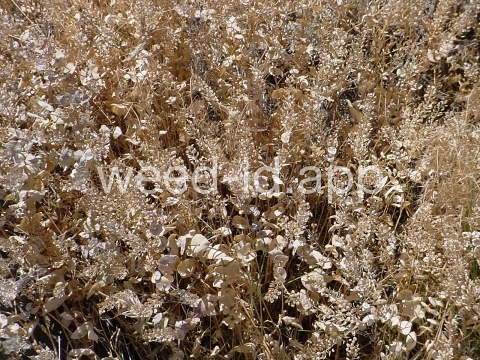 pepperweed, clasping